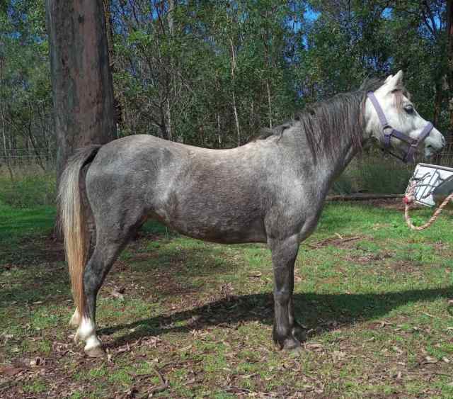 Welsh A Pony Mare For Sale | Horses & Ponies | Gumtree Australia South ...