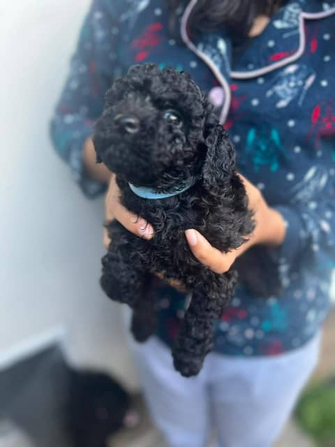 are toy poodles puppies smart dogs