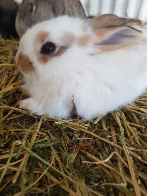 Baby Bunnies | Rabbits | Gumtree Australia Singleton Area - Singleton ...