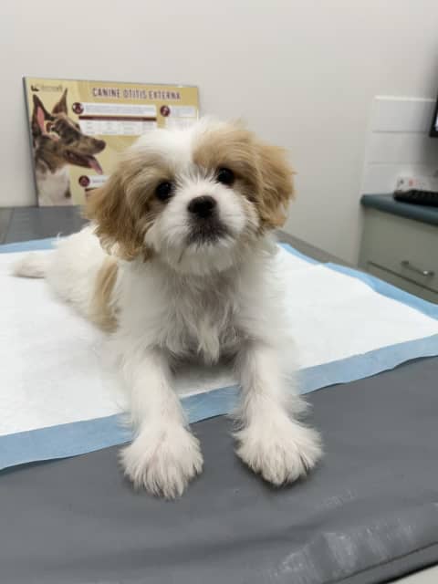 Shih tzu 2024 x cavoodle