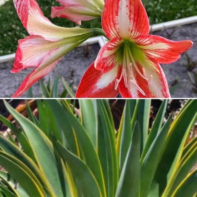 Variety of plants ready for planting in the garden.Pick up at Carlton