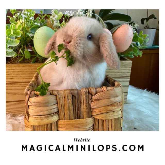 Chocolate Frosty Point 💖 Baby Mini Lop Rabbits For Sale Sydney Rabbits Gumtree Australia Ku