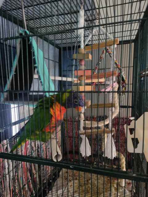 Hand Raised Rainbow Lorikeet 