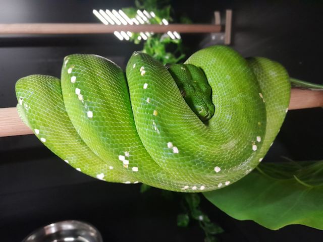 Male green tree python for sale $1650 Ono | Reptiles & Amphibians ...