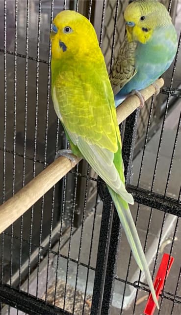 Budgies opaline clearwing male clearwing female | Birds | Gumtree ...