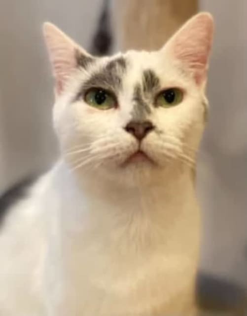 Miscka Perth Animal Rescue inc vet work cat/kitten Cats & Kittens