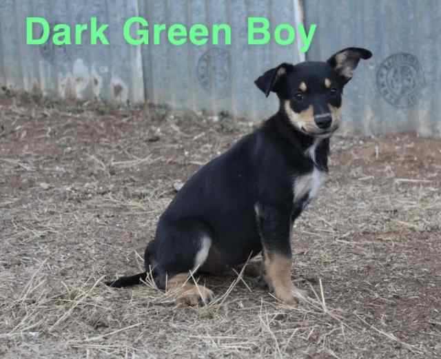 Kelpie Puppies Dogs & Puppies Gumtree Australia Wakefield Area