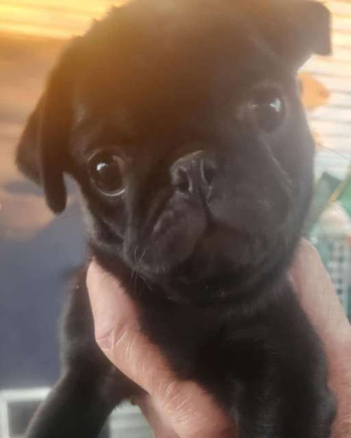 2F Mini Pug Puppies, Black or Fawn | Dogs & Puppies | Gumtree Australia ...