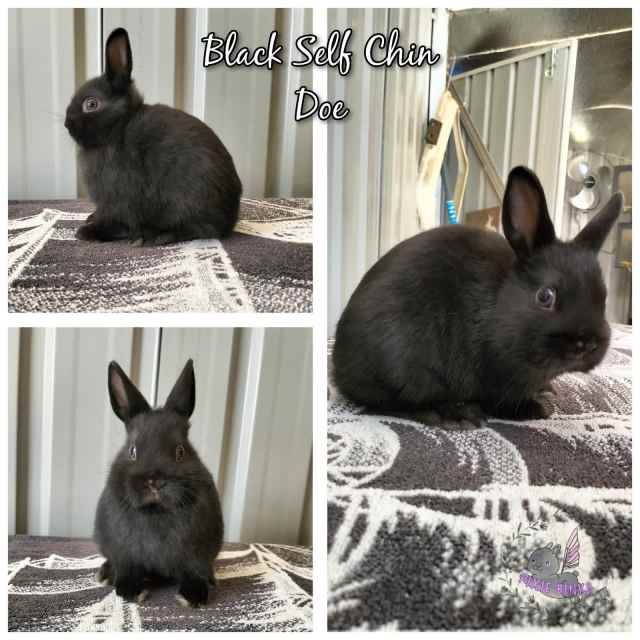 Purebred Netherland Dwarf Doe | Rabbits | Gumtree Australia Greater ...