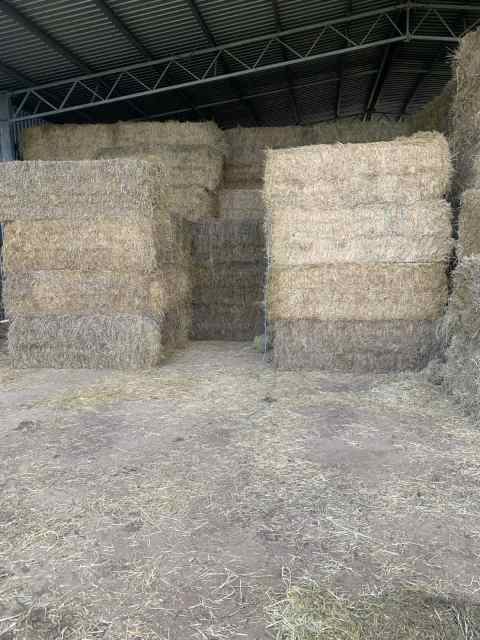 Hay - different types and bales. - Miscellaneous Goods in Dalby QLD ...