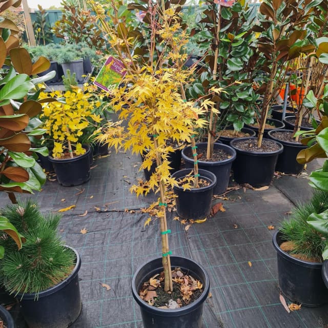 Coral Bark Japanese Maple Sango Kaku Tree in 250mm pot Plants