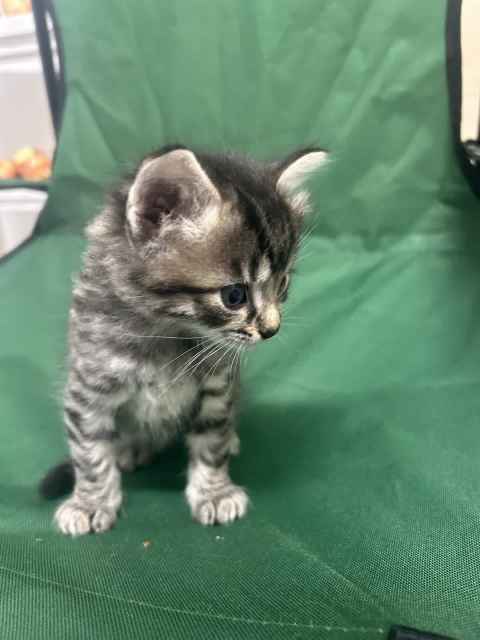 Free Kittens for sale in Toowoomba | Cats & Kittens | Gumtree Australia