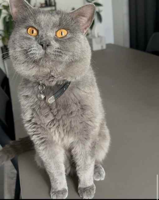 British shorthair entire bonded pair male and female Cats & Kittens
