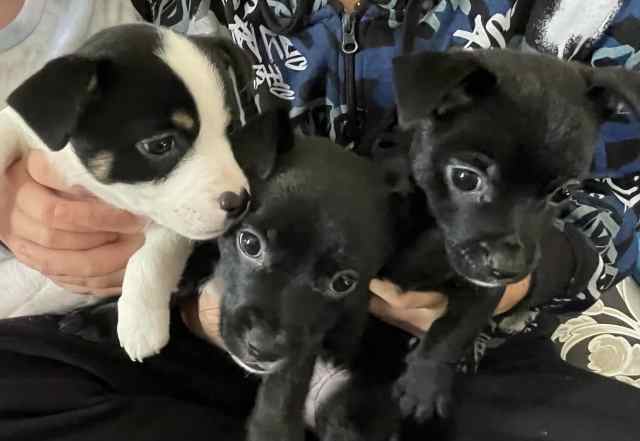 🐶🐾Jack Russel x chihuahua puppies!2 boys and 1 girl available NOW ...