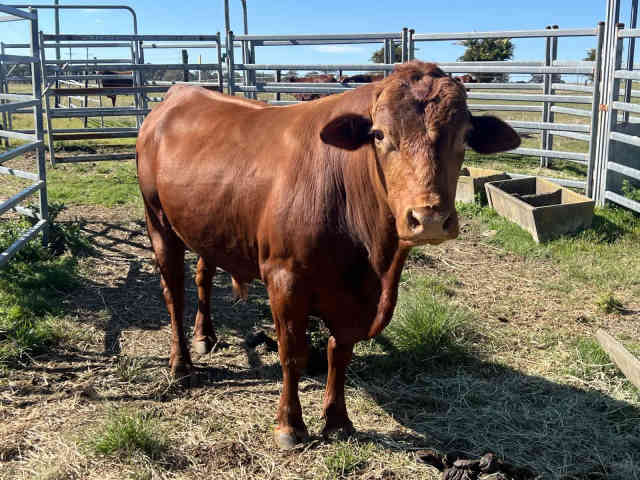 Belmont Red Bull | Livestock | Gumtree Australia Ipswich City ...