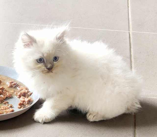 Ragdoll Cross chinchilla Persian kittens x 2 males Cats & Kittens Gumtree Australia Dalby