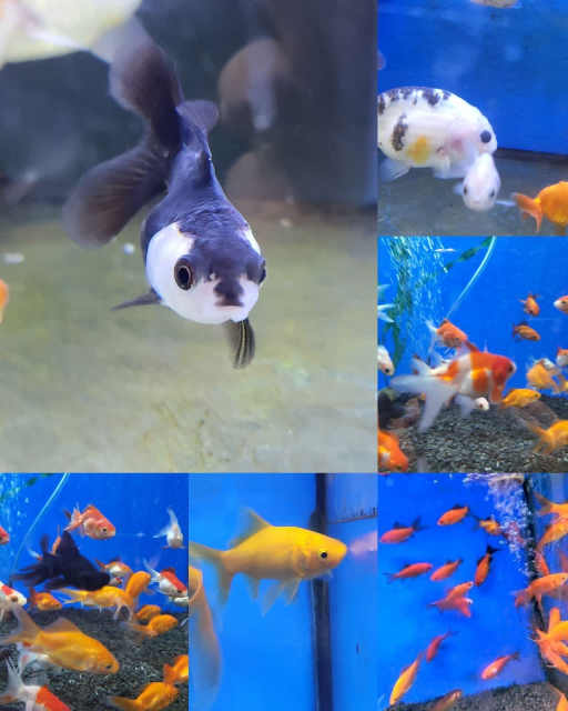 Oranda, Pearlscale, Ranchu, Ryukin, Fantail, Comet, Shubunkin, Danio ...