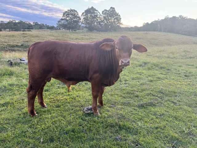 Droughtmaster Bull Calf | Livestock | Gumtree Australia Gympie Area ...