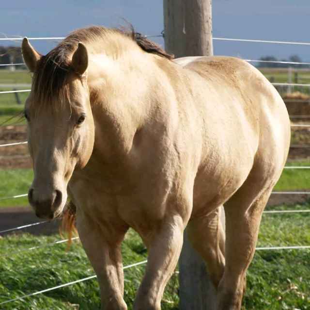 FROZEN SEMEN GOLD CHAMPAGNE QH IMP USA Horses & Ponies Gumtree Australia Queensland