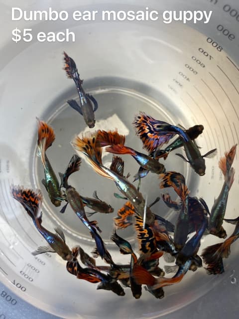 dumbo mosaic guppies for sale