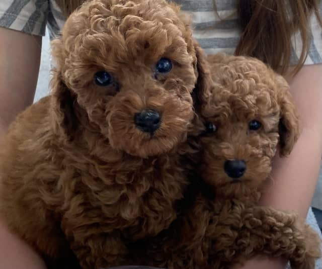 “READY NOW” 🐾 Female Pedigree Dark Red Toy Poodles puppies.🐾 Dogs & Puppies Gumtree