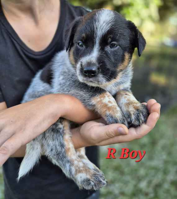 Purebred blue heeler pups Dogs & Puppies Gumtree Australia Kempsey
