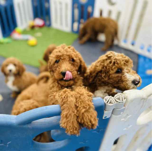 Standard Groodle Pups ready now for their forever homes | Dogs ...