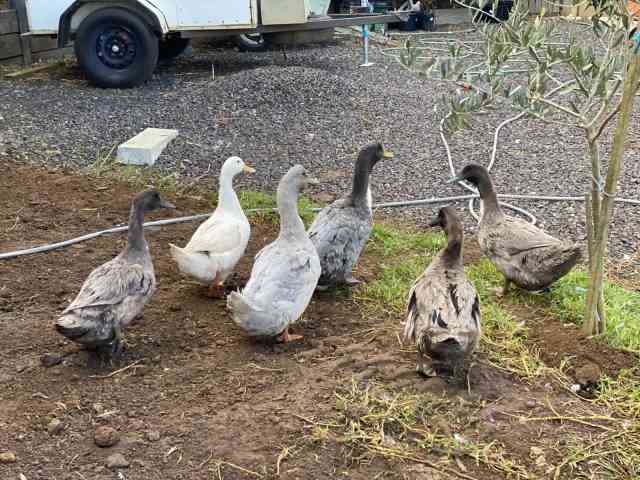 Ducks Swedish Blue | Livestock | Gumtree Australia Outer Geelong ...