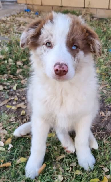 LONG HAIR BORDER COLLIE | Dogs & Puppies | Gumtree Australia Toowoomba ...