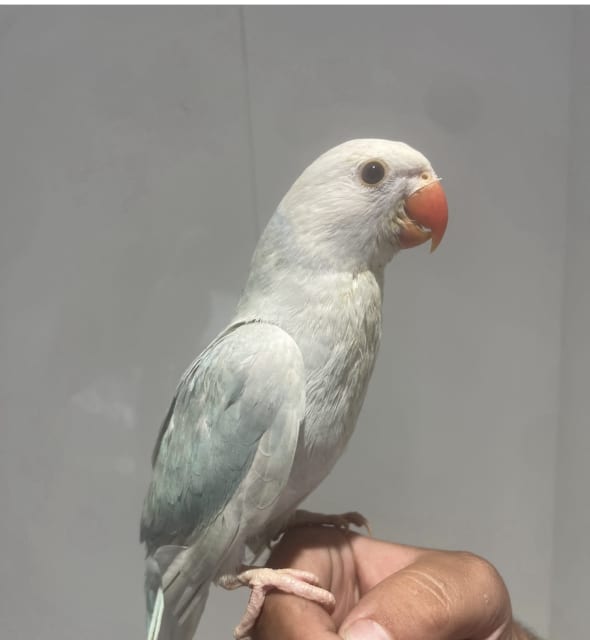 Hand raised baby Indian ringneck male | Birds | Gumtree Australia ...