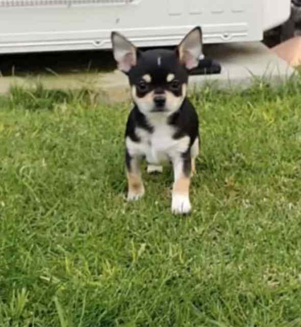 Chihuahua Puppies Dogs & Puppies Gumtree Australia South Gippsland