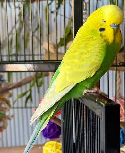 9 month male clearwing budgie for sale Birds Gumtree Australia Newcastle Area Broadmeadow