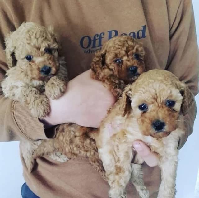 Are Toy Poodles Affectionate