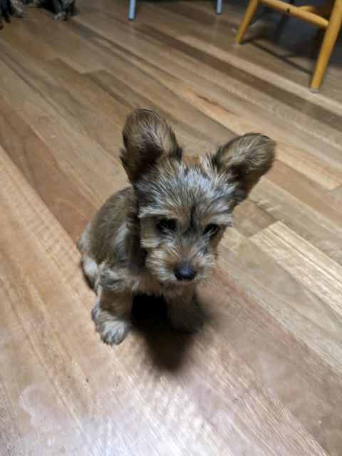 1 male Australian Silky Terrier cross Papillon puppy - ready to go ...