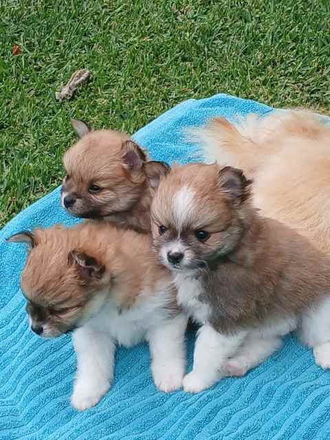 Pomeranian Puppies | Dogs & Puppies | Gumtree Australia Shellharbour ...