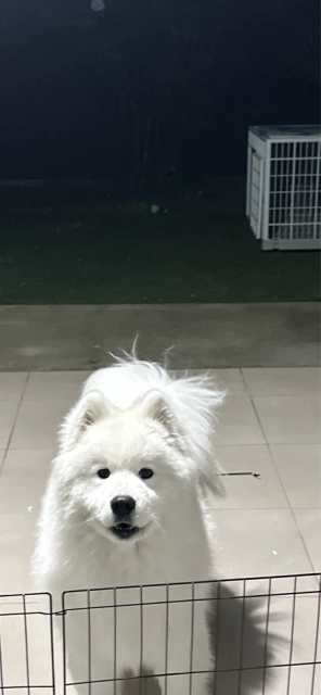 Samoyed puppy | Dogs & Puppies | Gumtree Australia Melton Area ...