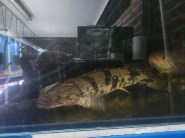 Tiger Bichir | Fish | Gumtree Australia Blue Mountains - Springwood ...