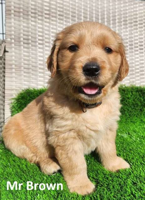 Golden Retriever Top 10 Cute Puppies Cute Purebred Golden