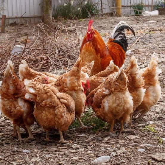 6 ISA Brown Chickens free to take if pick up Livestock Gumtree