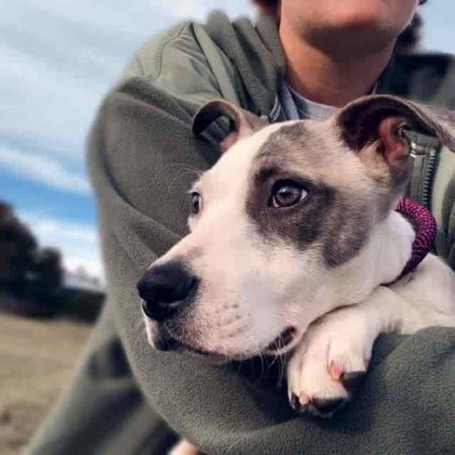 Staffy X puppy & accessories/kennel | Dogs & Puppies | Gumtree ...
