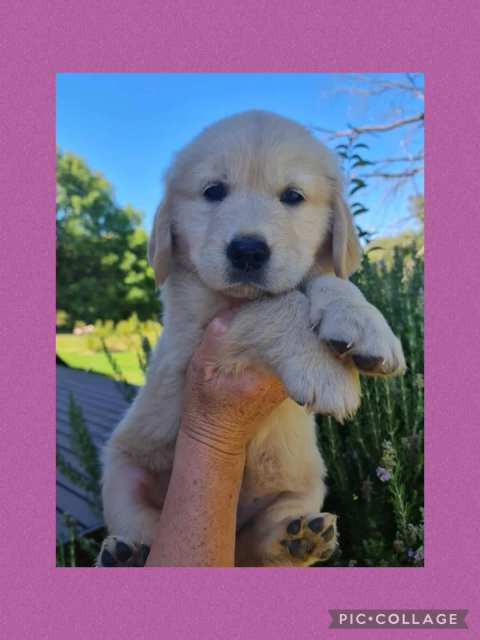 Golden retriever puppy 1 girl | Dogs & Puppies | Gumtree Australia ...