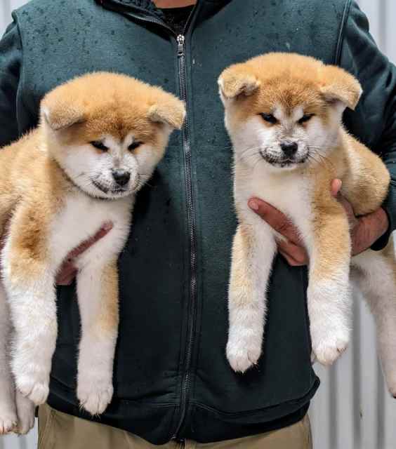 🏆 ANKC PUREBRED JAPANESE AKITA INU PUPPY 🏆 Dogs & Puppies Gumtree