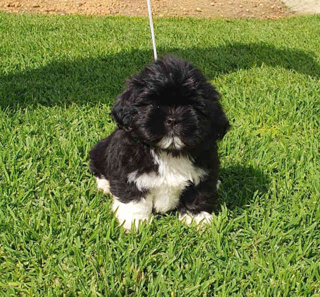 Lhasa Apso Puppies Pedigree Dogs & Puppies Gumtree Australia