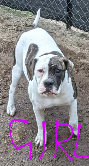 MUST SELL JOHNSON AMERICAN BULLDOGS PURE BREED WITH PAPERS $500 ONO ...