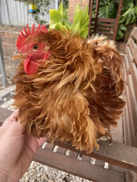 polish frizzle rooster