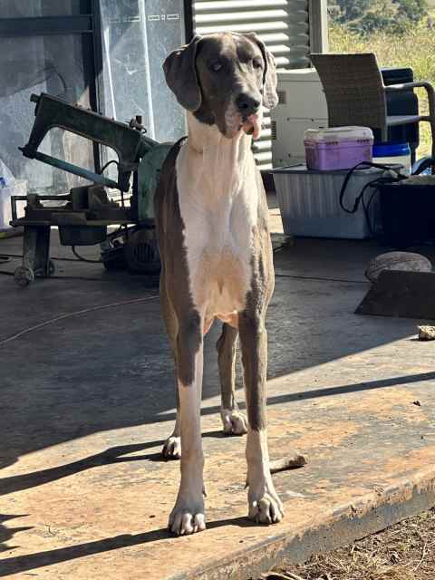 Great Dane pedigree papered female | Dogs & Puppies | Gumtree Australia ...