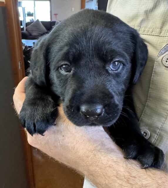 Purebred labradors Dogs & Puppies Gumtree Australia Gladstone City
