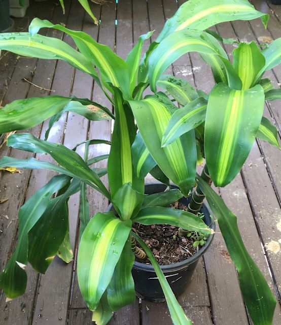Happy Plants Very big Many plants in 1 pot Variegated yellow & green