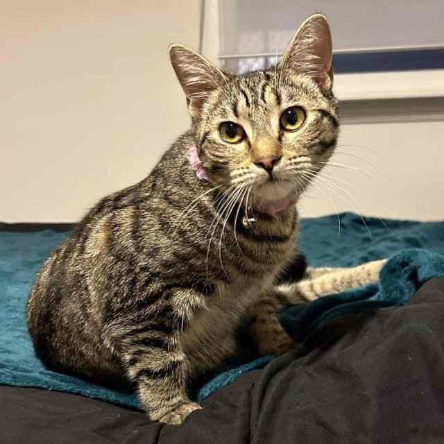 9459 Zala CAT for ADOPTION Vet Work Included Cats & Kittens