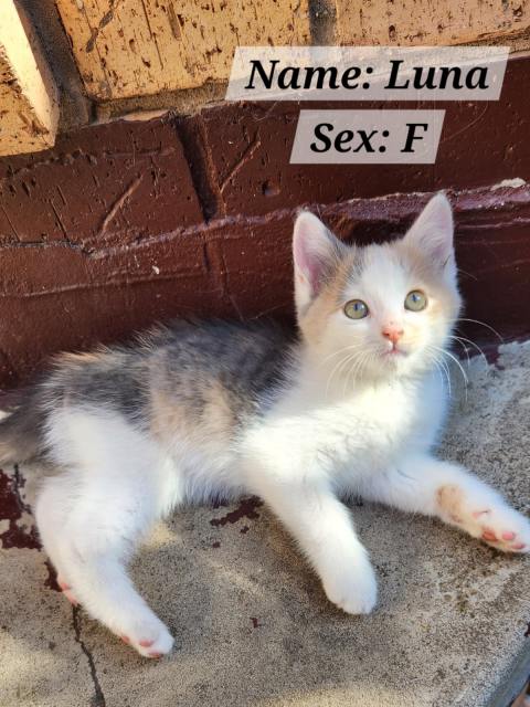 Kittens for sale | Cats & Kittens | Gumtree Australia Hume Area ...